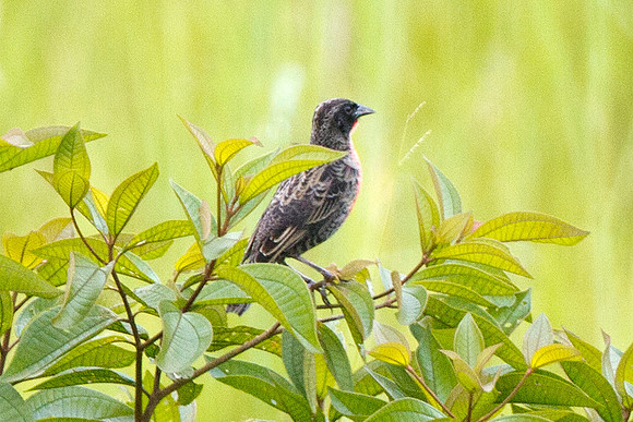 Red-breasted Blackbird (Sturnella militaris)