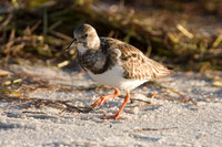 Ruddy Turnstone (Arenaria interpres)