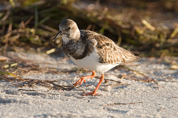 Ruddy Turnstone (Arenaria interpres)