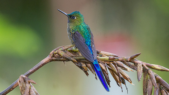 Violet-tailed Sylph (Aglaiocercus coelestis)