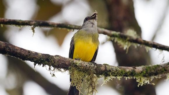 Tropical Kingbird (Tyrannus melancholicus)