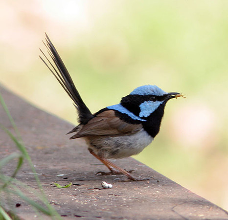 Superb Fairywren (Malurus cyaneus) also known as Superb Blue-wren, Blue Wren