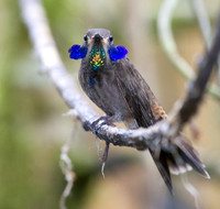 Brown Violetear (Colibri delphinae)