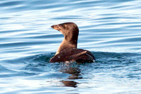 Rhinoceros Auklet (Cerorhinca monocerata)