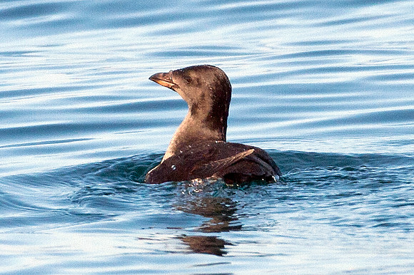 Rhinoceros Auklet (Cerorhinca monocerata)