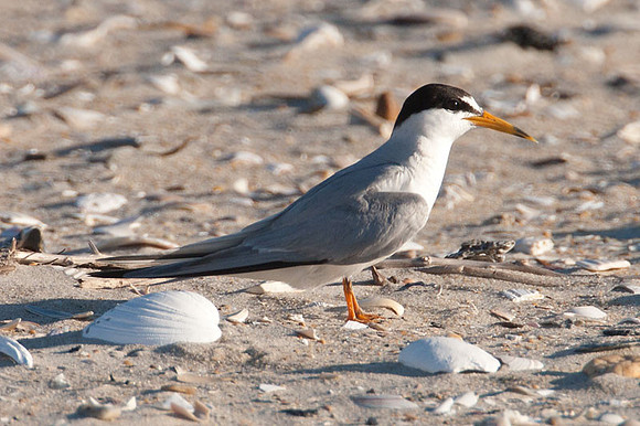 Least Tern (Sternula antillarum)