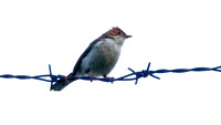 Chestnut-crested Yuhina (Yuhina everetti)