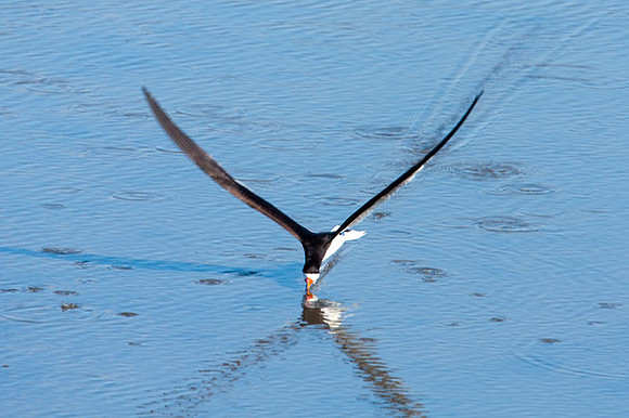 Black Skimmer (Rynchops niger)