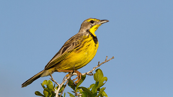 Yellow-throated Longclaw (Macronyx croceus)