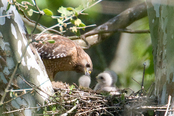 Red-shouldered Hawk (Buteo lineatus) adult and juvenile