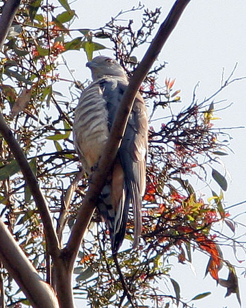 Pacific Baza (Aviceda subcristata) also known as Crested Hawk
