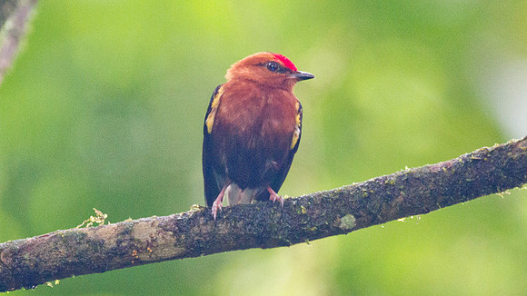 Club-winged Manakin (Machaeropterus deliciosus)