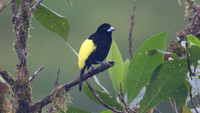 Lemon-rumped Tanager (Ramphocelus flammigerus)