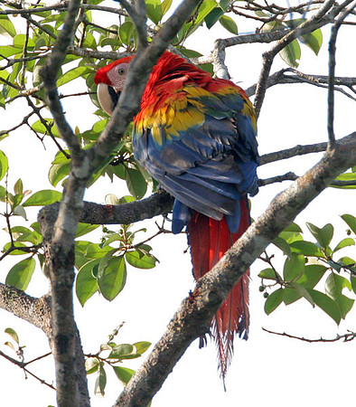 Scarlet Macaw (Ara macao)