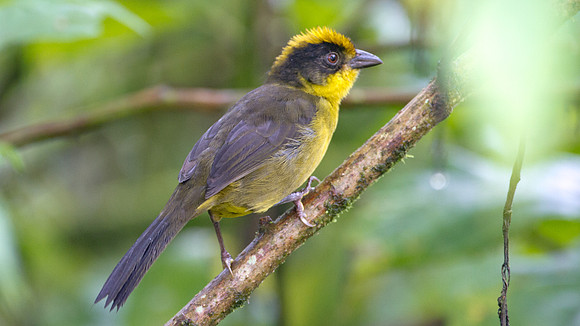 Tricolored Brush Finch (Atlapetes tricolor)