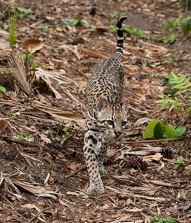 Ocelot (Leopardus pardalis) captive