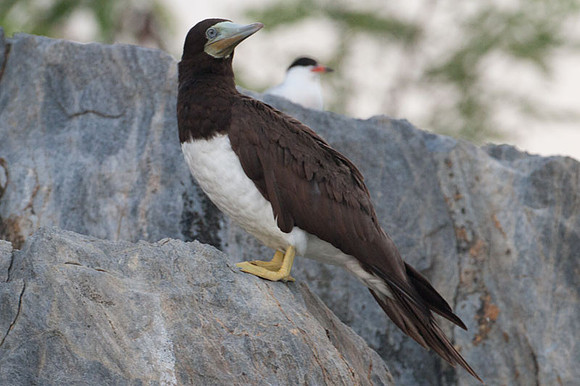 Brown Booby (Sula leucogaster)