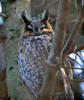 Long-eared Owl (Asio otus)
