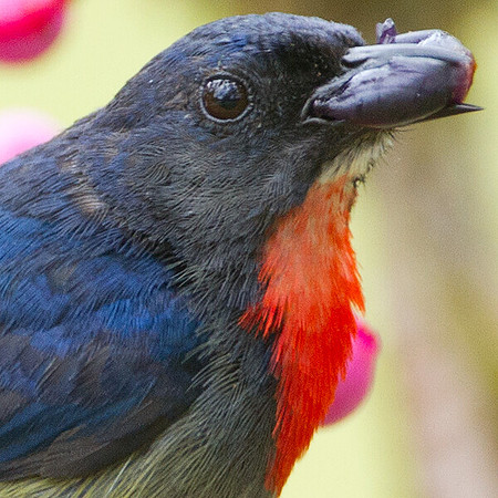 Bornean Flowerpecker (Dicaeum monticolum)