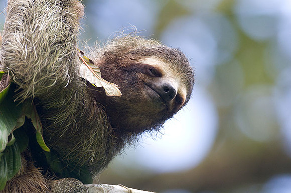 Sloth