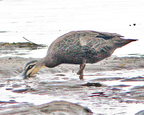 Pacific Black Duck (Anas superciliosa)