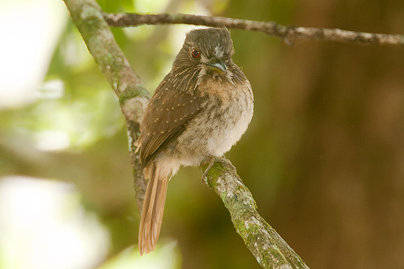 White-whiskered Puffbird (Malacoptila panamensis)