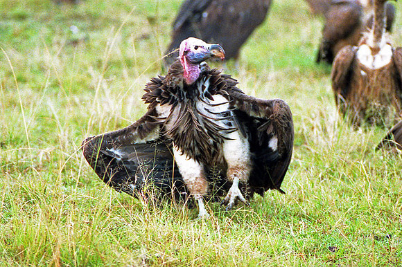 Lappet-faced Vulture (Torgos tracheliotos) also known as Nubian Vulture