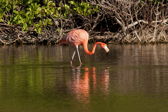 Greater Flamingo (Phoenicopterus roseus)