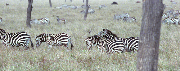 1988 Africa zebra  img394