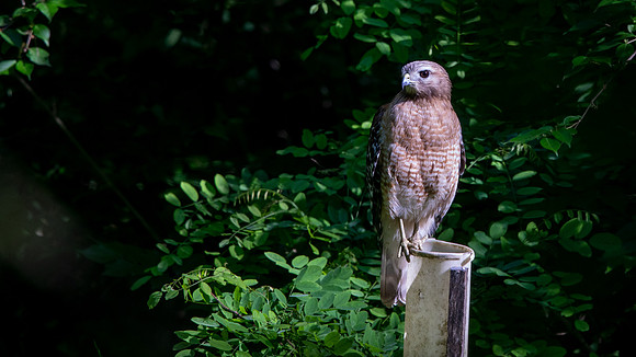Red-shouldered hawk (Buteo lineatus)