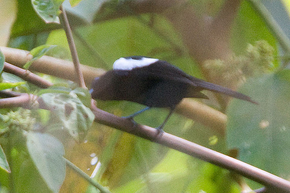 White-shouldered Tanager (Tachyphonus luctuosus)