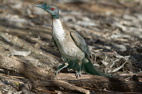 Noisy friarbird (Philemon corniculatus)