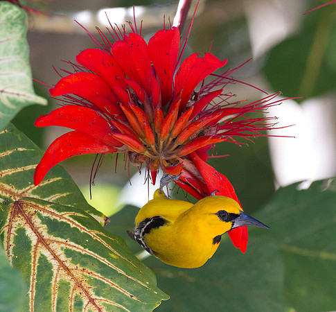 Yellow Oriole (Icterus nigrogularis)