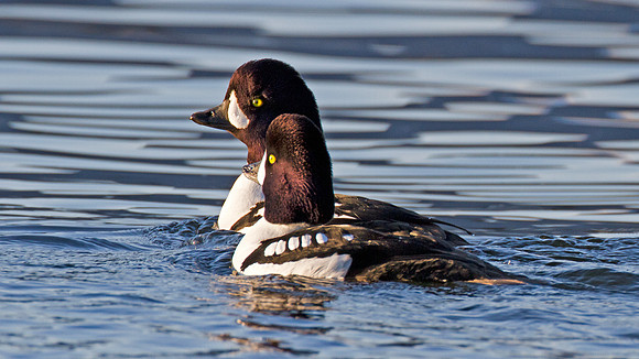 Barrow's Goldeneye (Bucephala islandica)