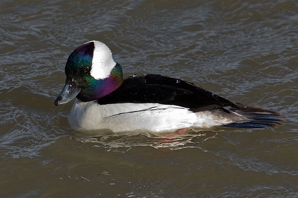 Bufflehead (Bucephala albeola)