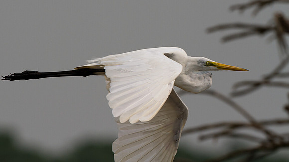 Great Egret (Ardea alba)