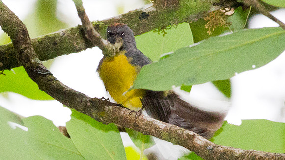 Slate-throated Redstart (Myioborus miniatus)