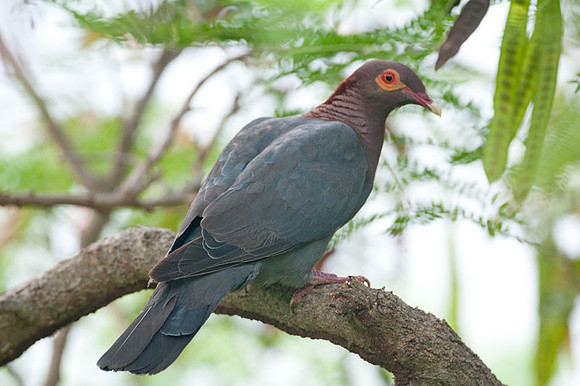 Scaly-naped Pigeon (Patagioenas squamosa)