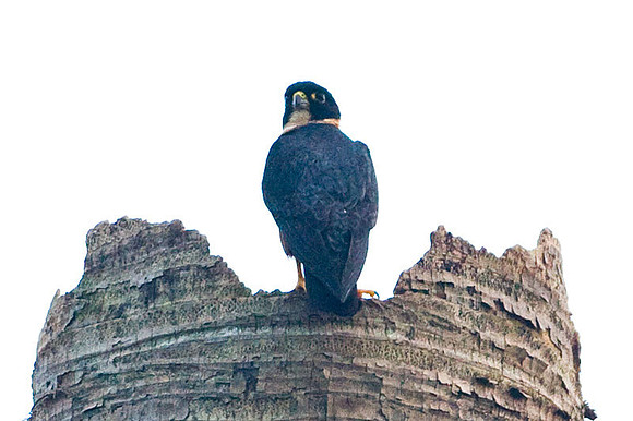 Bat Falcon (Falco rufigularis)