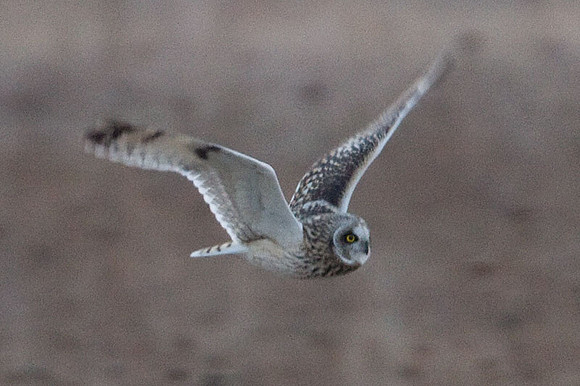 Short-eared Owl (Asio flammeus)
