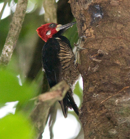 Crimson-crested Woodpecker (Campephilus melanoleucos)