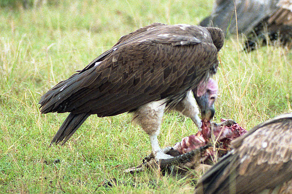 Lappet-faced Vulture (Torgos tracheliotos) also known as Nubian Vulture