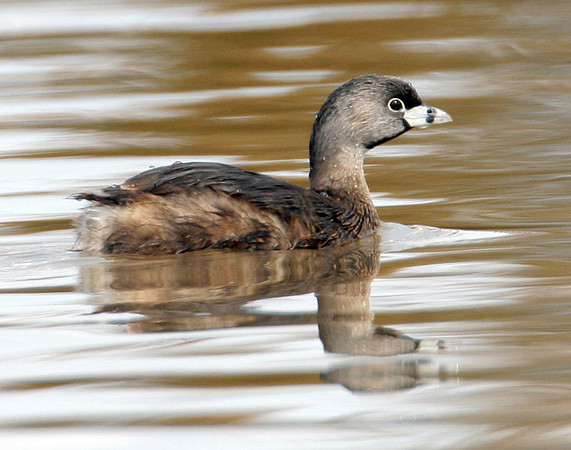 Pied-billed Grebe (Podilymbus podiceps)