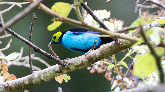 Paradise Tanager (Tangara chilensis)