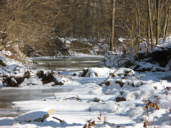 Birds gathered around stream