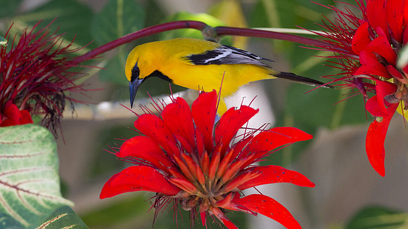 Yellow Oriole (Icterus nigrogularis)