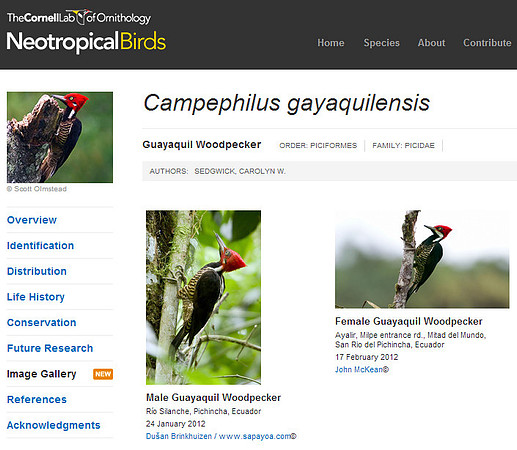 Cornell-Guayaquil-Woodpecker