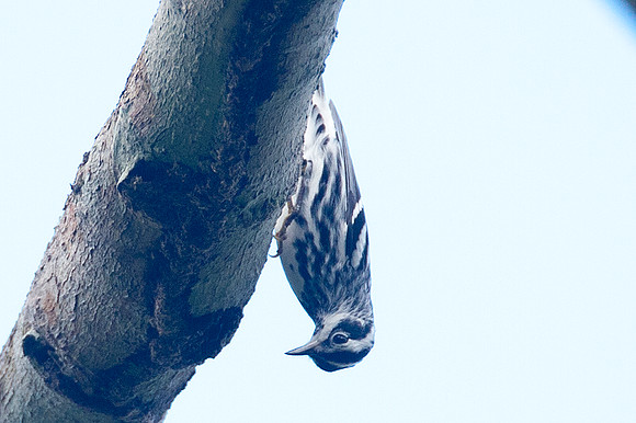 Black-and-white Warbler (Mniotilta varia)