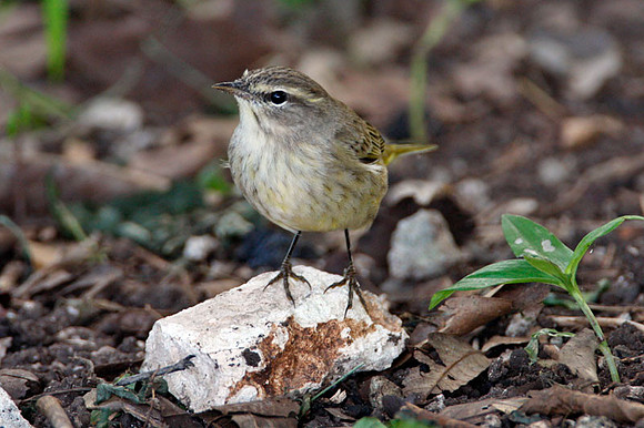 Palm Warbler (Dendroica palmarum)