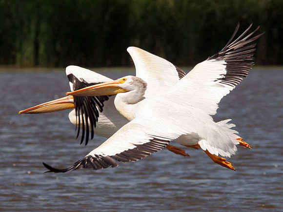 American White Pelican (Pelecanus erythrorhynchos)